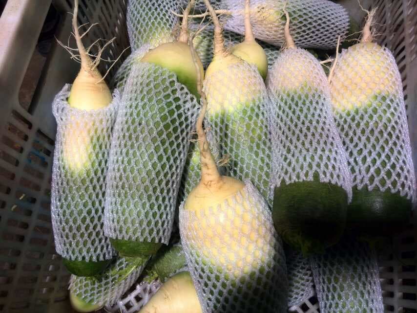 Whole sale fresh green radish in China